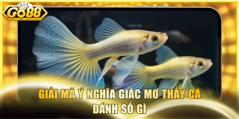 Giải mã ý nghĩa giấc mơ thấy cá đánh số gì